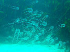 Несколько пляжей Пхукета под запретом из-за возможного нашествия медуз - Jellyfish warning for Phuket waters (photo thephuketnews.com)