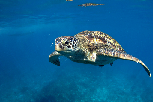 Всемирный День Черепахи - Green turtle at sea surface, Similan, Thailand