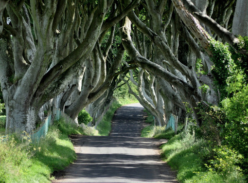 "Game of Thrones Tour" стартовал в Европе - Dark hedges of Armoy, Northern Ireland (photo horslips5, Flickr)