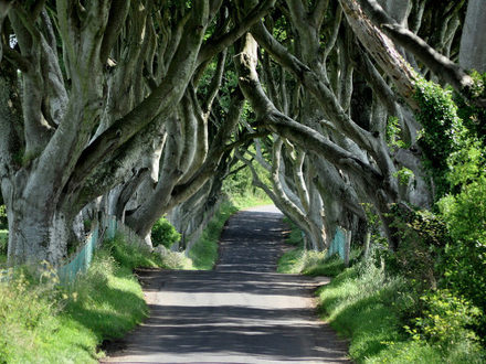 Dark hedges of Armoy, Northern Ireland (photo horslips5, Flickr)