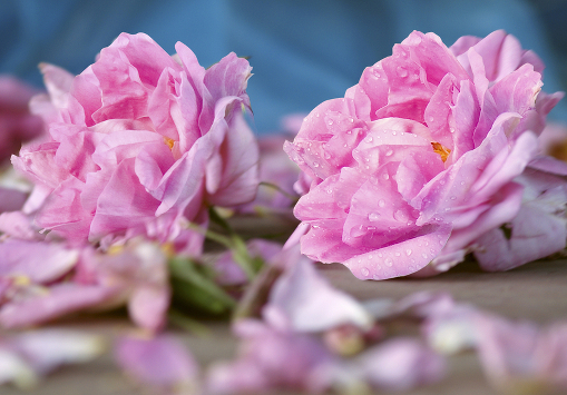 Фестиваль Розы в Болгарии - Damascena rose, Bulgaria