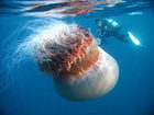 Средиземноморье борется с нашествием ядовитых медуз - photo AP from thehindu.com