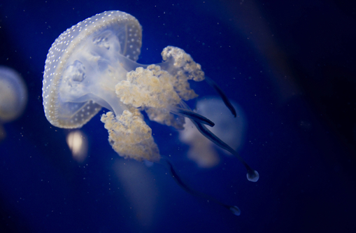 Внимание опасность: Медузы! Как избежать встречи?! - Jellyfish