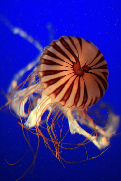 Внимание опасность: Медузы! Первая помощь! (ч.1) - Jellyfish