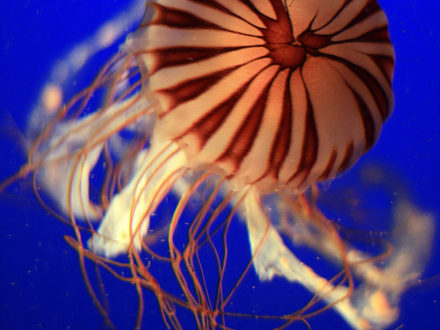 Jellyfish