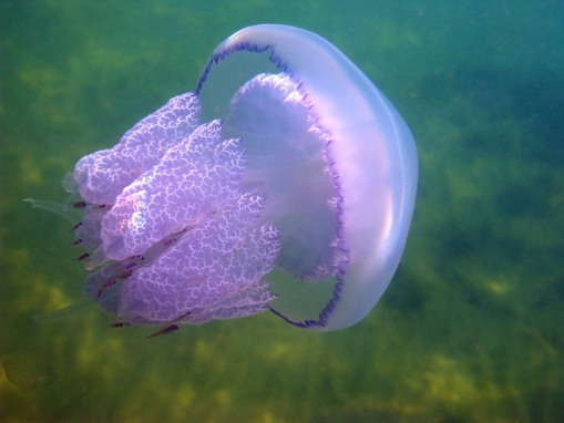 Внимание опасность: Медузы! Первая помощь! (ч.2) - Jellyfish
