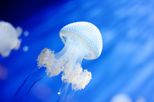 Внимание опасность: Медузы! Первая помощь! (ч.3) - Jellyfish