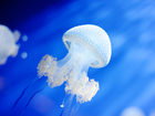 Внимание опасность: Медузы! Первая помощь! (ч.3) - Jellyfish