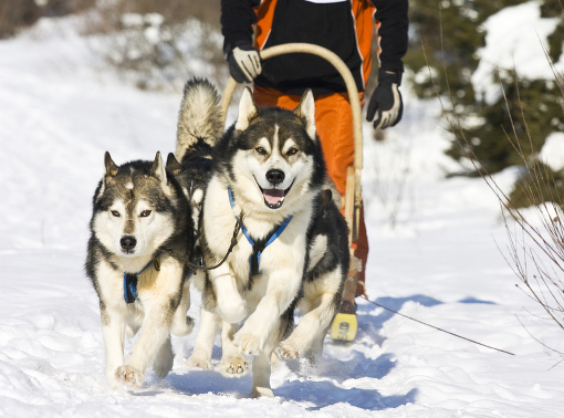 KALEVALA-2013 - Dog-sledding with huskies