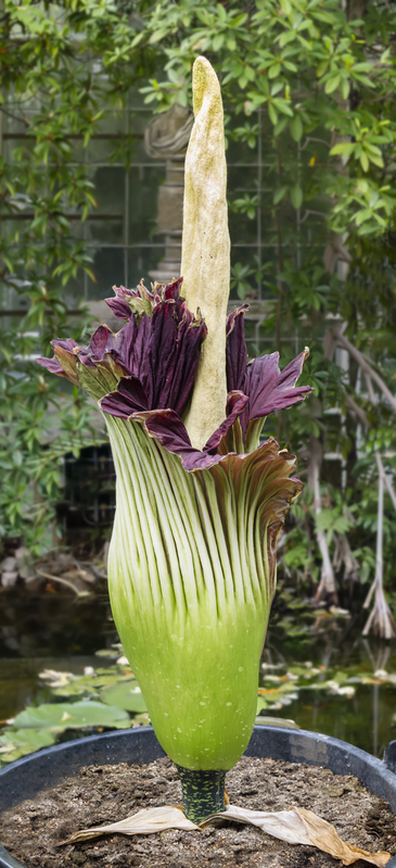 Расцвел самый большой цветок в мире Titan Arum - Blooming of amorphophallus titanum flower - Titan Arum