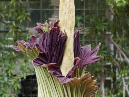 Blooming of amorphophallus titanum flower - Titan Arum