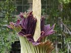 Расцвел самый большой цветок в мире Titan Arum - Blooming of amorphophallus titanum flower - Titan Arum