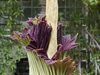 Расцвел самый большой цветок в мире Titan Arum