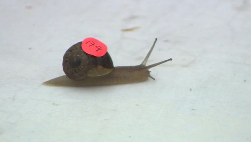 Ежегодный чемпионат по "забегу" улиток прошел в Англии - Racer II, World Snail Racing Championships 2013, Norfolk, England