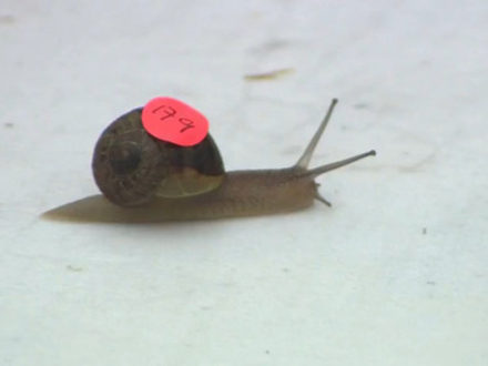 Racer II, World Snail Racing Championships 2013, Norfolk, England