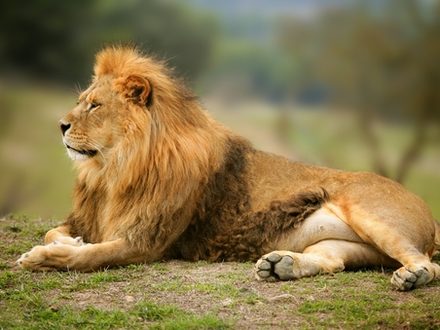 Beautiful Lion wild male animal portrait