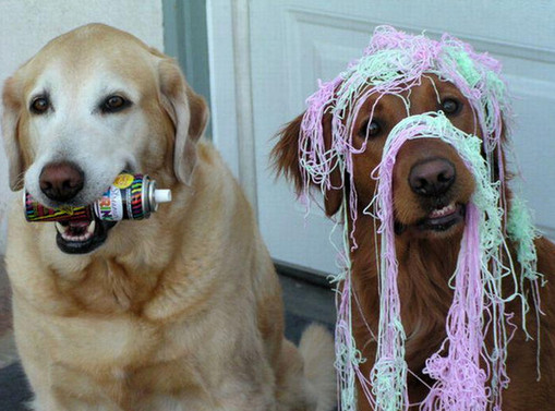 В Северной Ирландии хотят запретить String Spray - Dogs and String spray (photo veryfunnypics.com)