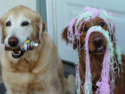 Dogs and String spray (photo veryfunnypics.com)
