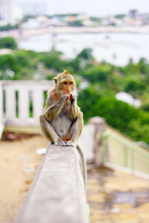 Супружескую пару россиян задержали в Таиланде - Monkey eat fruit in Thai