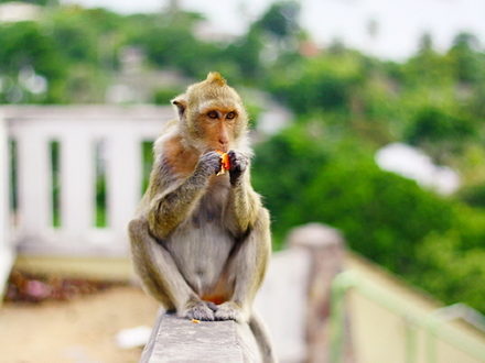 Monkey eat fruit in Thai