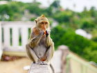 Супружескую пару россиян задержали в Таиланде - Monkey eat fruit in Thai