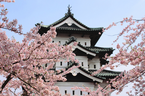 В Японии зацвела сакура - Cherry blossoms and Japanese castle