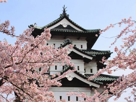 Cherry blossoms and Japanese castle