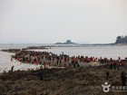 The 36th Jindo Miracle Sea Road Festival - Jindo Miracle Sea Road Festival, Jeollanam-do