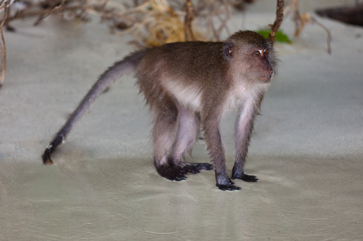 Дикие обезьяны атакуют в Таиланде туристов - Monkey on Monkey Beach Phi-Phi, Thailand