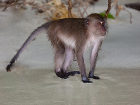 Дикие обезьяны атакуют в Таиланде туристов - Monkey on Monkey Beach Phi-Phi, Thailand
