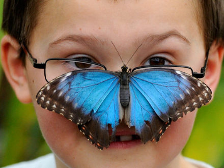 "Sensational Butterflies" - exhibition at the Nautral History Museum, London (picture: EPA from metro.co.uk)