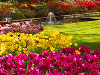 Выставка-парк цветов Keukenhof открывается в Голландии Выставка-парк цветов Keukenhof открывается в Голландии