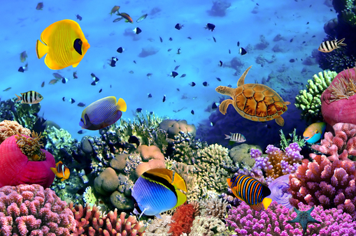 В Австралии начали эксплуатацию "умного" аквариума SeaSim - Photo of a coral colony