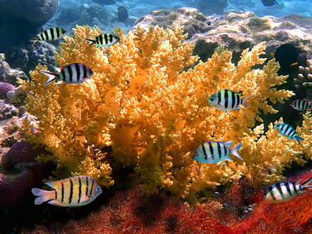 Photo of a coral colony