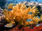 В Австралии начали эксплуатацию "умного" аквариума SeaSim - Photo of a coral colony