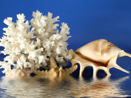 Seashell seastar and coral