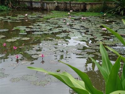 фото отеля Lotus Village