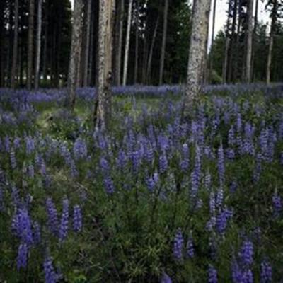 фото отеля Iron Horse Resort