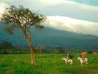 фото отеля Hacienda Guachipelin