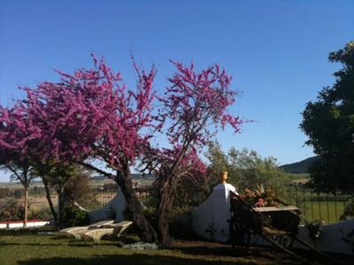 фото отеля Hacienda El Santiscal Arcos de la Frontera