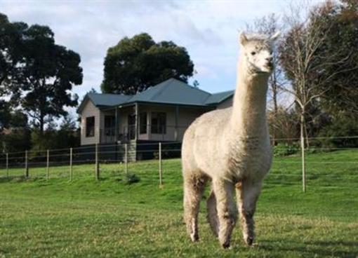 фото отеля Raynella Alpaca Farm and Bed & Breakfast Melbourne
