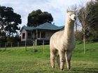 фото отеля Raynella Alpaca Farm and Bed & Breakfast Melbourne