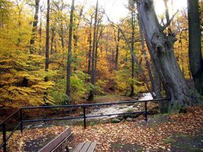 фото отеля Kurpark- FLAIR - Hotel "Im Ilsetal"