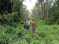 Chitwan Forest Resort