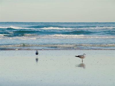 фото отеля Hampton Inn Daytona Shores - Oceanfront