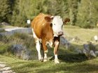 фото отеля Alpenroyal Grand Hotel Selva Di Val Gardena