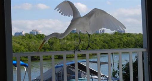 фото отеля Bonita Beach Resort Motel