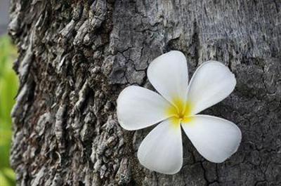 фото отеля The Frangipani Langkawi Resort & Spa