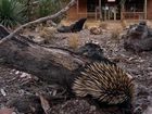 фото отеля Kangaroo Island Wilderness Retreat