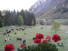 фото отеля Auberge De La Maison Hotel Courmayeur